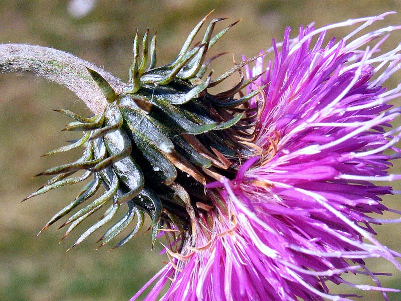 Carduus deflorato L. subsp. tridentinus (Evers) Ladurner